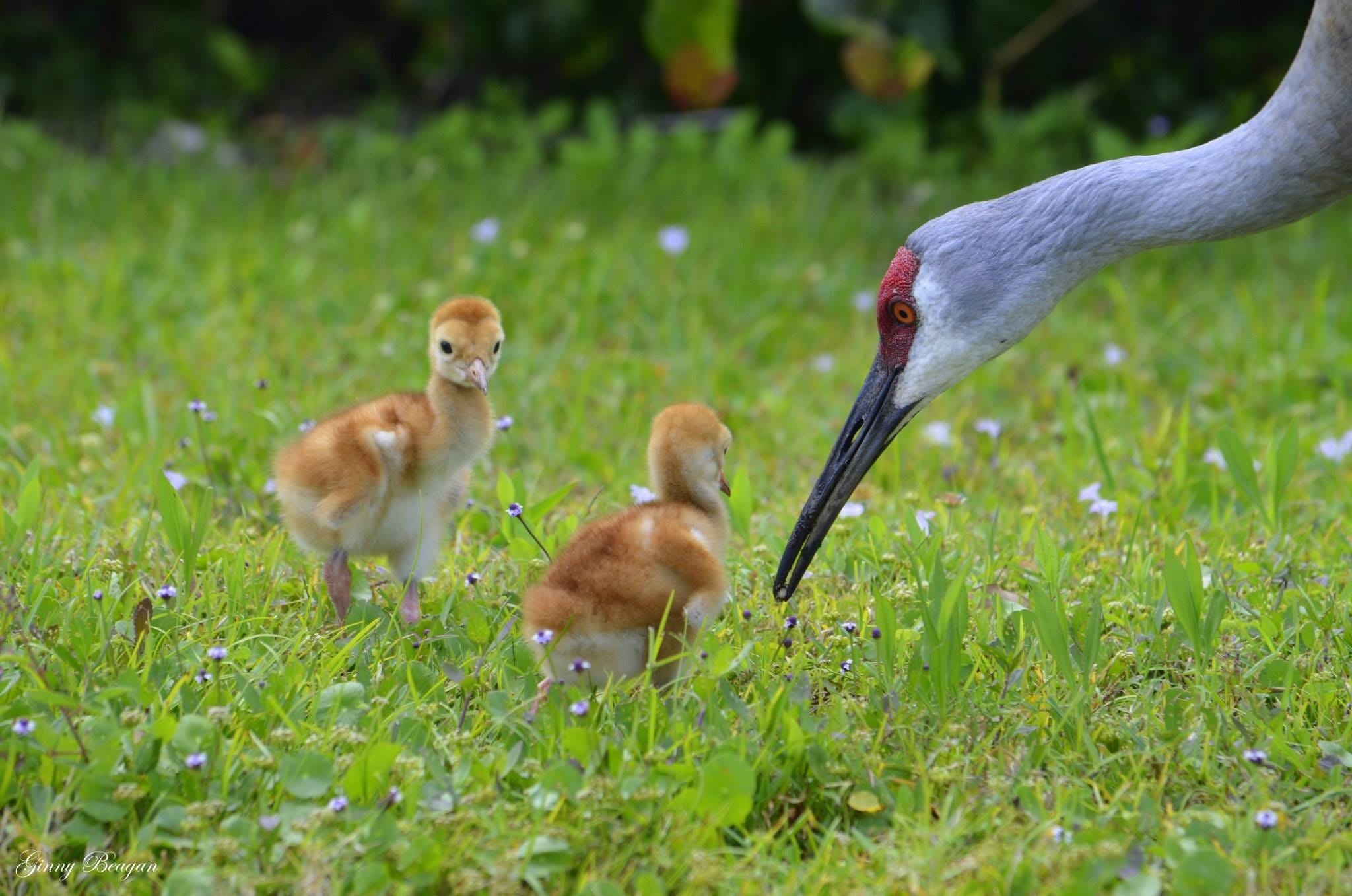 sandhill animal hospital